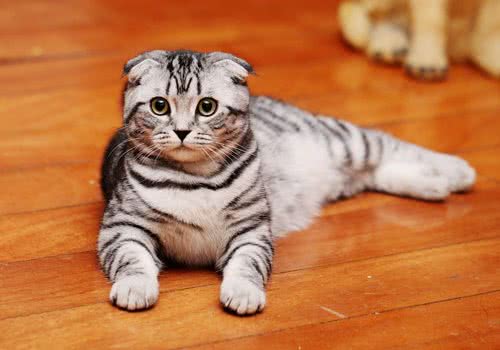 领养猫咪前需要做的准备