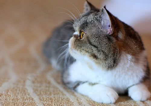 猫咪剃毛常见问题有哪些