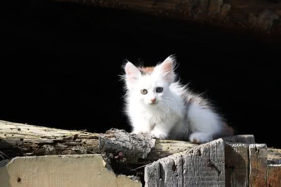 猫吃猫砂会有什么危害