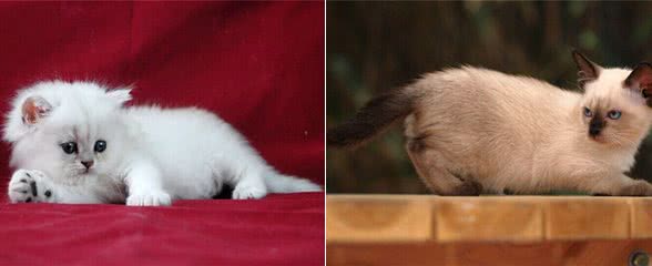 猫咪胖瘦的原因之减肥误区