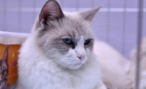 伯曼猫和布偶猫的区别