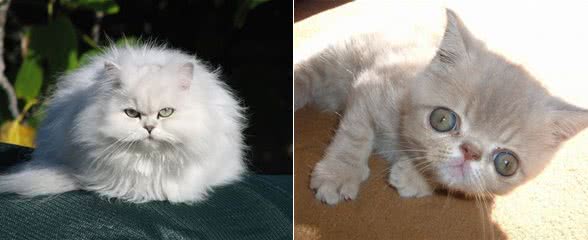 伴侣动物猫咪是不错的选择