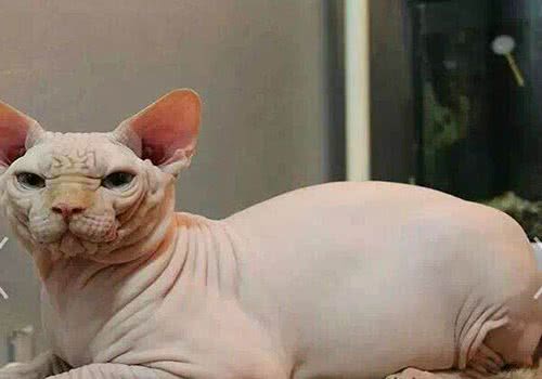 史上最丑的猫，加拿大无毛猫多少钱