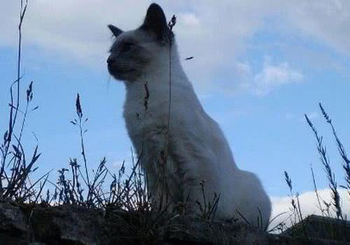 巴厘猫的性格特点如何