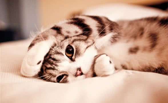 三种材质猫爬架分析