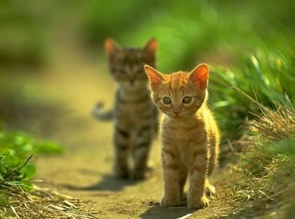 猫咪走失了要如何找回