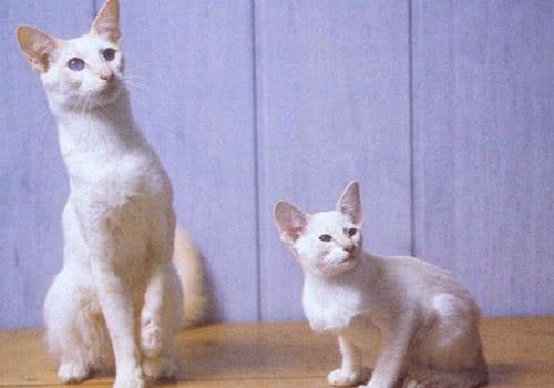 巴厘猫的品种简介