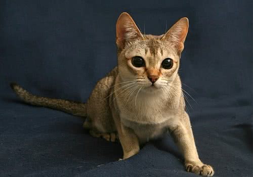 新加坡猫品种简介