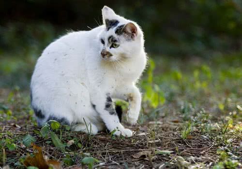 猫咪进化史：成为宠物源于何时？