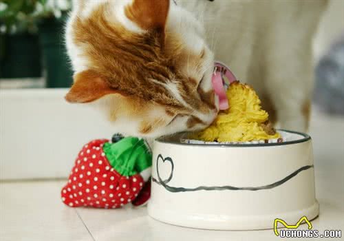 猫咪健康过冬小窍门
