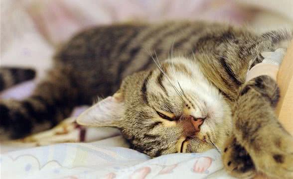 怎样为虎斑猫清洁口腔