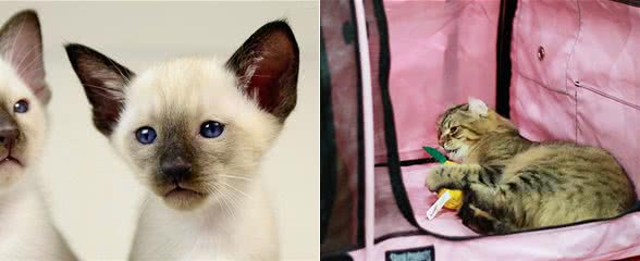 不易掉毛的四类猫咪推荐