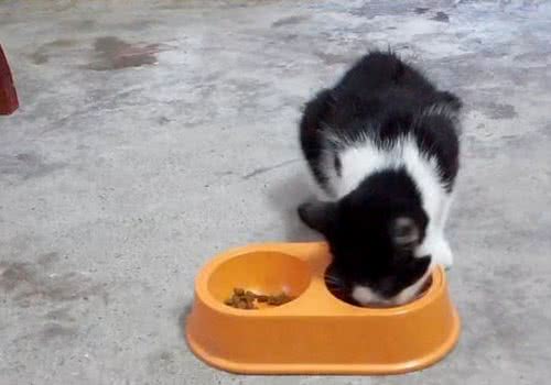 猫咪拉稀时的猫粮选择