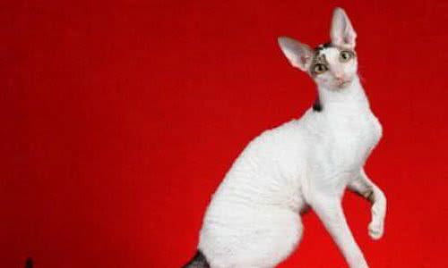 2019爱猫人士的风向标