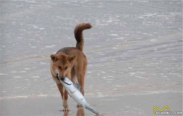 为什么澳洲野犬和中华田园犬长得那么像？它们是什么亲戚？