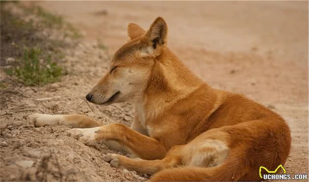 为什么澳洲野犬和中华田园犬长得那么像？它们是什么亲戚？