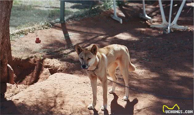 为什么澳洲野犬和中华田园犬长得那么像？它们是什么亲戚？