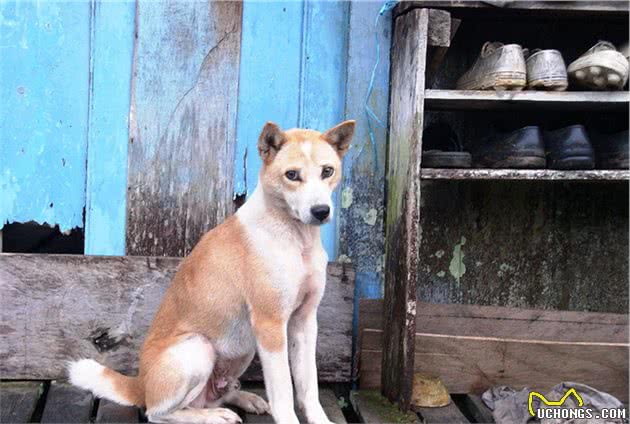 为什么澳洲野犬和中华田园犬长得那么像？它们是什么亲戚？