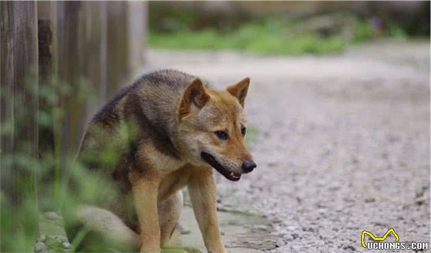 为什么澳洲野犬和中华田园犬长得那么像？它们是什么亲戚？