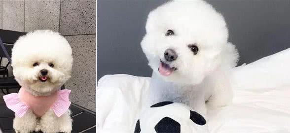 比熊犬的价格不同，其实都是由这几大因素决定的