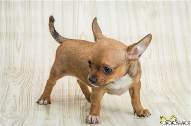 吉娃娃犬小巧精致，体毛不多身体也没有异味，选它就对了