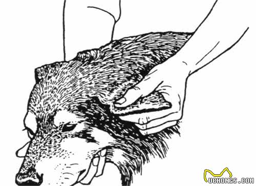 我的狗狗是胆小狗？怎么做才能让它不那么紧张？试试这8个方法