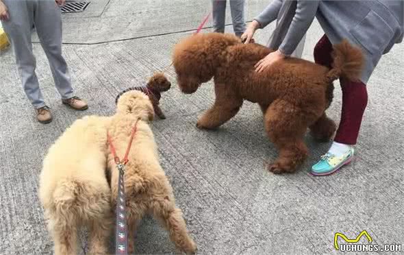 同为贵宾犬，为何泰迪那么红，却不见巨贵身影？