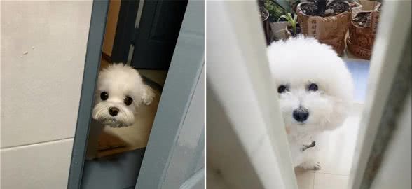 原来在狗狗眼中，主人上厕所的行为，其实代表这些意思