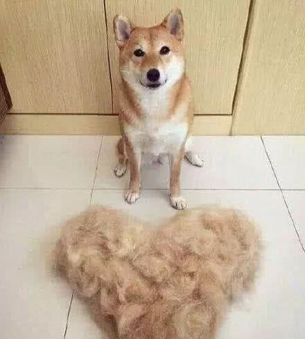 宠物狗掉毛原因有哪些？你家狗狗会掉毛吗？
