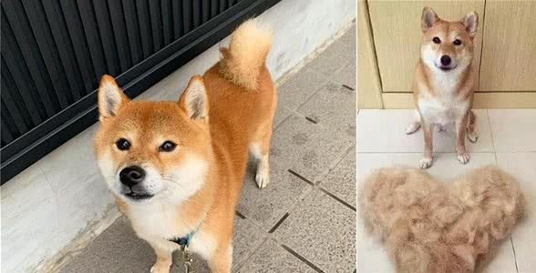 宠物狗掉毛原因有哪些？你家狗狗会掉毛吗？