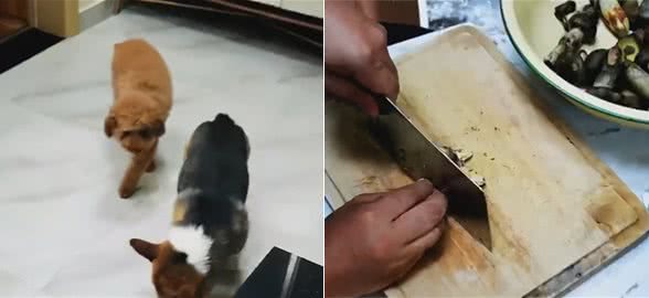 柯基误食野生菌产生幻觉，一直空咬骨头…网友：“见小人”了？