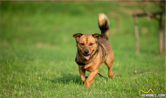 中华田园犬比其他狗身体更健康？5个原因完胜其他狗，网友：服气