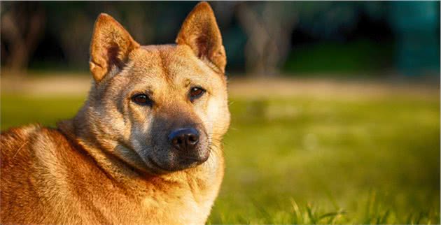 中华田园犬优点有很多，甚至比宠物狗还要好，但还是少人养