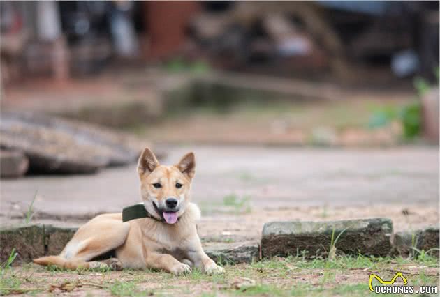 中华田园犬优点有很多，甚至比宠物狗还要好，但还是少人养