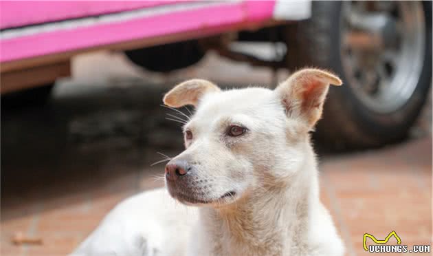 中华田园犬优点有很多，甚至比宠物狗还要好，但还是少人养