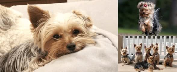 美国最受欢迎小狗之一，约克夏犬！爱养大狗的外国人为什么喜欢它