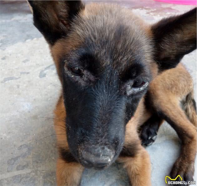 大家知道犬瘟会引起狗狗呼吸道感染，却不知道它还会引起皮肤病