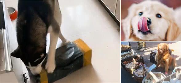 狗狗的特殊用途，网友：养狗真好