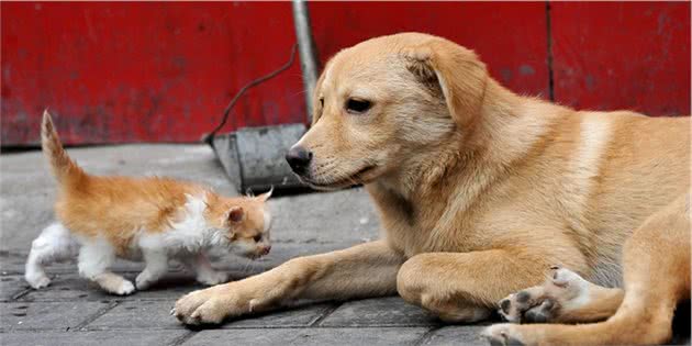 猫狗也会患上抑郁症，发作起来可能比人类更严重