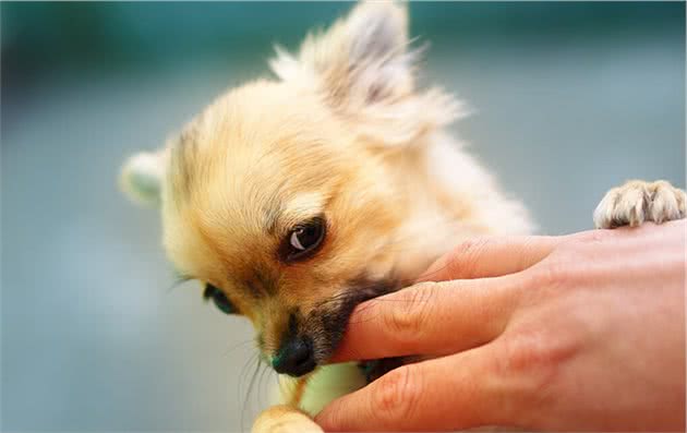 适合新手养狗的幼犬训练，狗狗到家后的行为训练