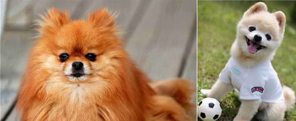 怎么训练博美犬？记住这6大要点，让训练效果更加好