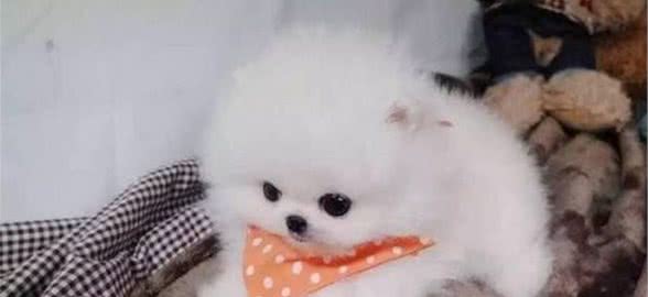 萌翻啦—茶杯犬—让我们爱不释手