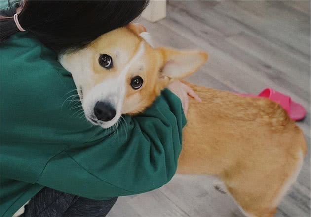 狗狗做到这几点,说明已经被你“养熟”,不会叛主