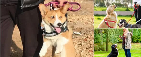 狗狗做到这几点,说明已经被你“养熟”,不会叛主