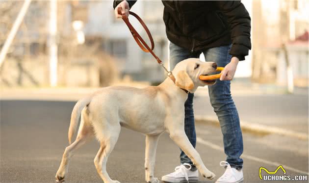 今生，我一定要养上一只“拉布拉多犬”