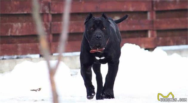 世界公认的两大猛犬—波尔多犬和普雷萨犬，在你心中谁更加凶猛