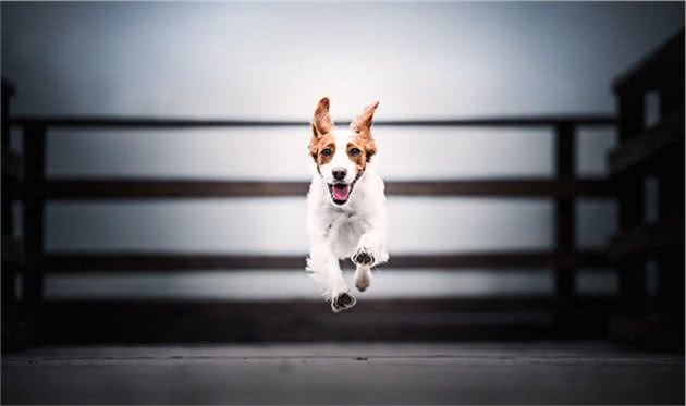 宠物养护指导：怎样训练犬随行，怎样训练犬衔取，怎样让犬安静