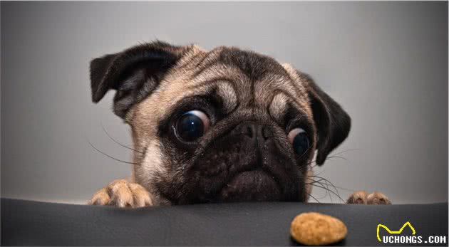 宠物养护指导：怎样训练犬随行，怎样训练犬衔取，怎样让犬安静