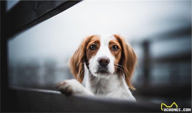 宠物养护指导：怎样训练犬随行，怎样训练犬衔取，怎样让犬安静