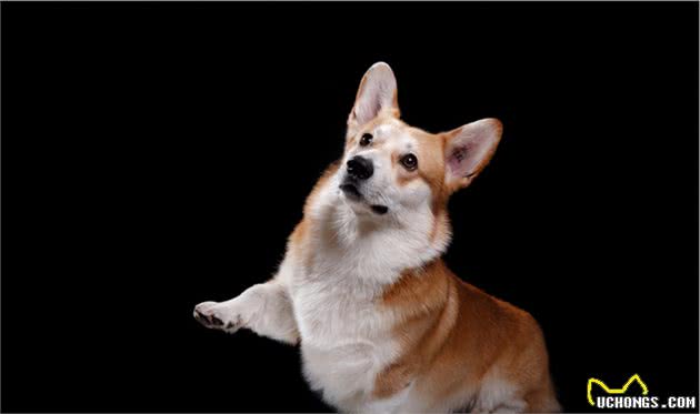 宠物养护指导：怎样训练犬随行，怎样训练犬衔取，怎样让犬安静